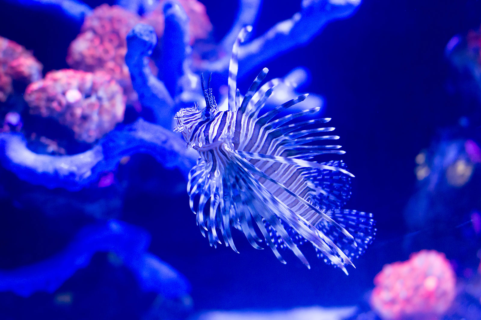 Amazing lion fish